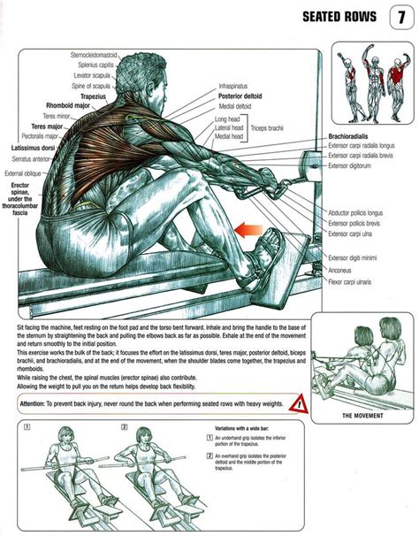 The Anatomy Of Wide Grip Vs Close Grip Seated Cable Row Muscle Anatomy Anatomy Workout