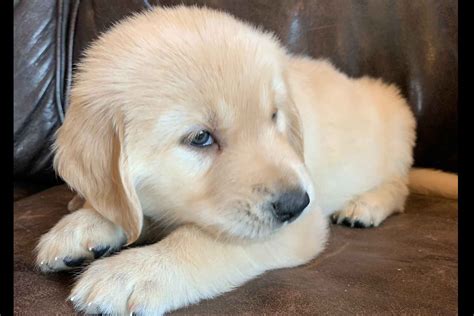 Fostering Goldens Golden Retriever Puppies For Sale Born On 01102020