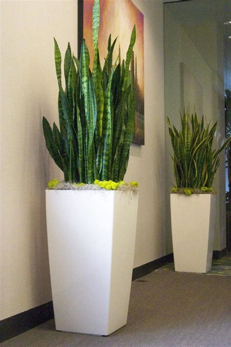 Una planta para escritorio puede marcar la diferencia. plantas de sombra para decorar interiores # ...