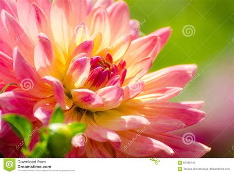 Beautiful Flower Summer Scene Macro Stock Photo Image