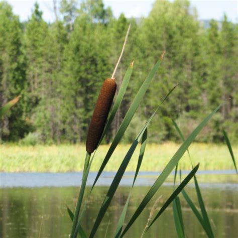 Grow Cattails In Your Water Garden And Pond Parade
