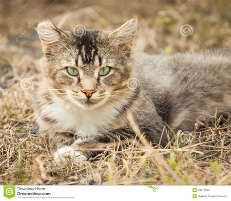 Brown Black And White Tabby Lying On Summer Grass Stock