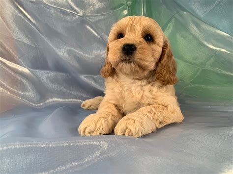 Female Cockapoo Available Buff And White Iowa Breeders