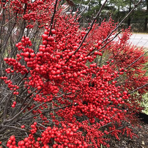 99 Common Garden Shrubs With Red Berries