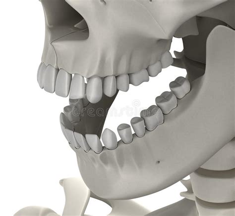 Anatomie Dentaire De Dents Masculines Concept Bleu Illustration Stock