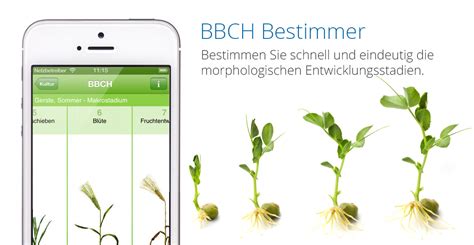 Laubblatt entfaltet, spitze des 4. Bayer Agrar Deutschland - BBCH-Bestimmer App