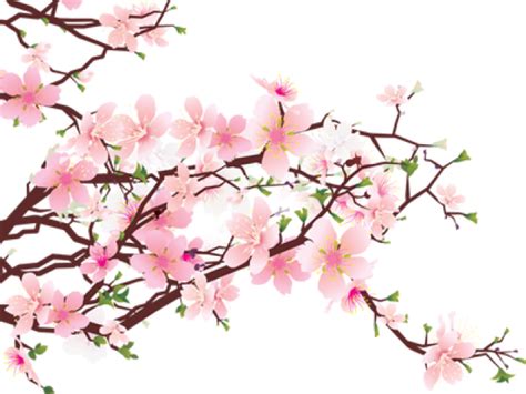 Cherry Blossom Tree Branch Clip Art