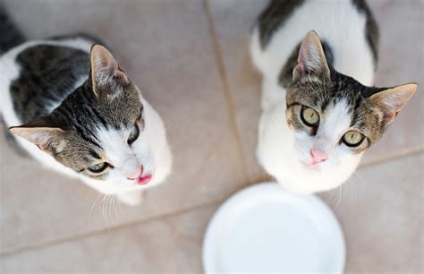 In this article we find out why your cat might turn their nose up at dinner, and how you can encourage them to eat. Keep Kitty Healthy With The Best Grain Free Cat Food ...