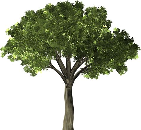 Free illustration: Tree, Elm, Elm Tree, Leaf, Green - Free Image on png image