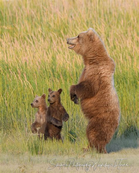 a brown bear stands on her hind legs while her two cubs mimic he shetzers photography