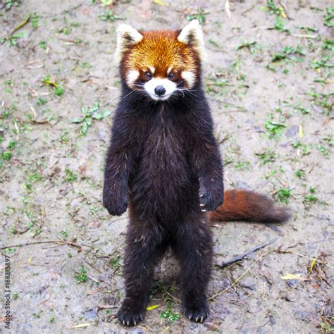 Red Panda Red Panda Stands On Its Hind Legsred Panda Closeup Stock