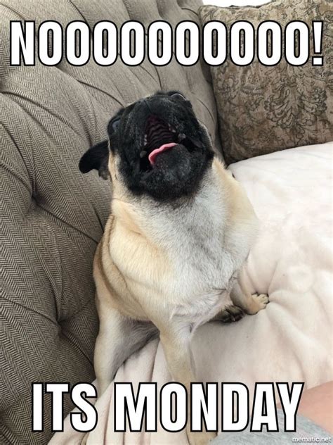 25 Really Adorable Pug Memes You Wont Be Able To Resist Sayingimages
