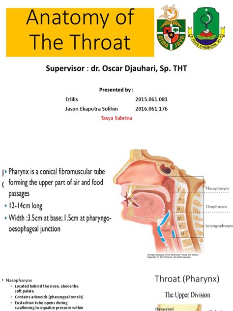 Anatomy Of The Throat Dr Oscar Larynx Esophagus