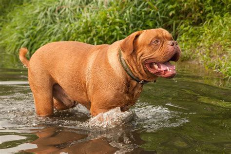 18 Most Popular Flat Faced Dog Breeds Brachycephalic Breeds