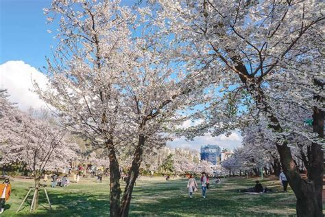 Where To See Cherry Blossoms In Seoul Korea Torn Tackies Travel Blog