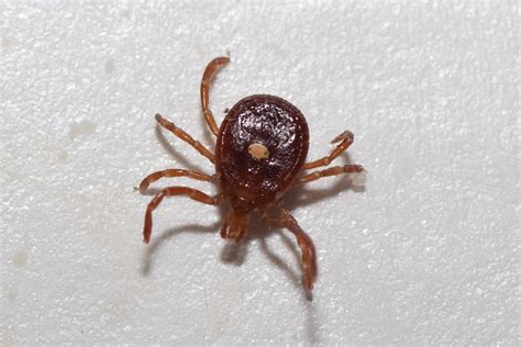 The Lone Star Tick And Ticks In General What To Know To Be Safe