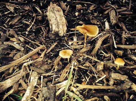 Central Texas Mushrooms Mushroom Hunting And Identification