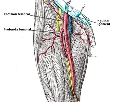 Femoral Artery Diagram