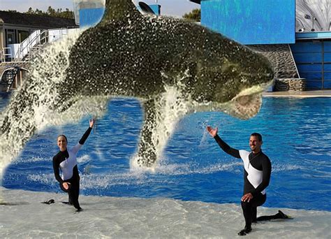 Seaworld Announces Shift From Orcas To Sharks San Diego Reader