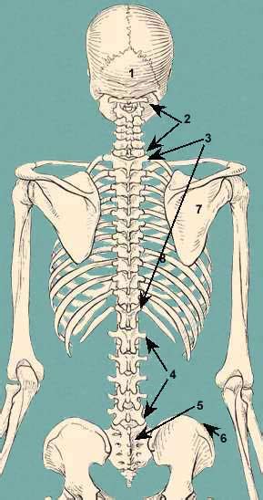 Created and produced by qa international. Back Bones Diagram - Lumbar Spine Anatomy Eorthopod Com ...