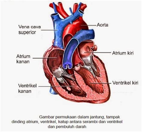 Fungsi Penting 4 Katup Jantung Dalam Proses Aliran Darah Manusia