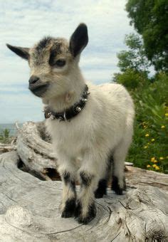 €9.00m* jun 5, 1991 in esbjerg, denmark. Princess the Pygmy Goat in A SISTER'S WISH by Shelley ...