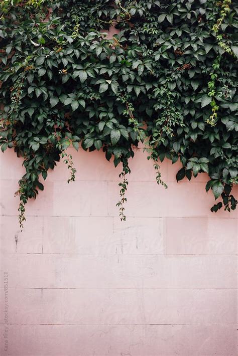Ivy On Pink Wall By Kara Riley For Stocksy United Flor Iphone Wallpaper