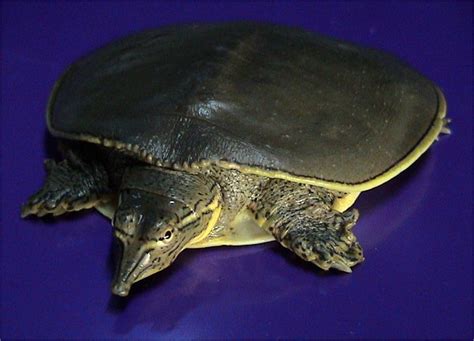 Spiny Soft Shelled Turtle Petmapz By Dr Katz Your Veterinarian