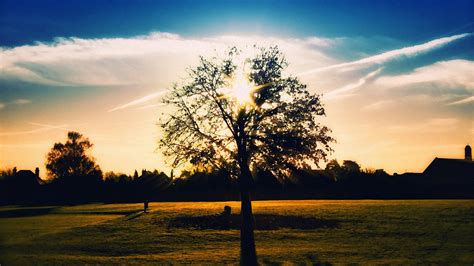 Download Wallpaper 1920x1080 Tree Silhouette Of A Summer Afternoon Full