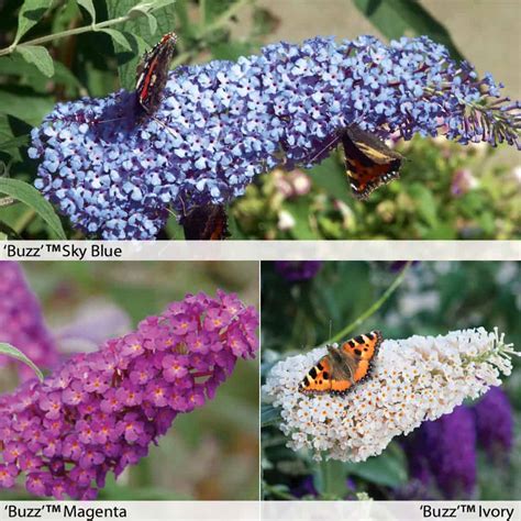 Dwarf Buddleia Butterfly Bushes Ideal For Small Gardens And Patio Pots