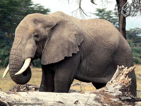 Foto Foto Binatang Gambar Gajah