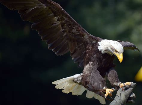 Aguila Calva Aguila Cabeciblancaaguila Americana Bald Eagle