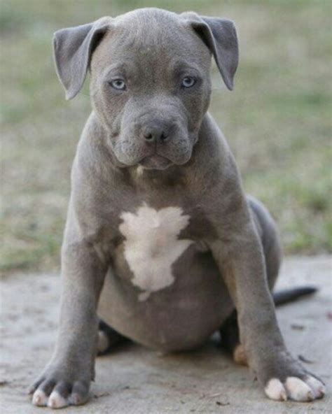 Blue Nose Pitbull Best Breed Pit Bulls ♥ Pinterest