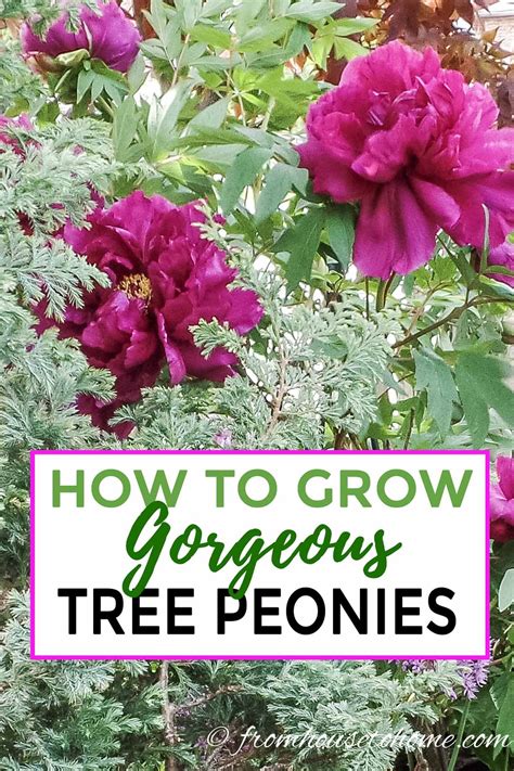 Tree Peony Care How To Grow Tree Peonies Gardening From House To