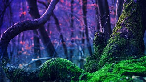 Moss Full Hd Wallpaper And Background 1920x1080 Id342687