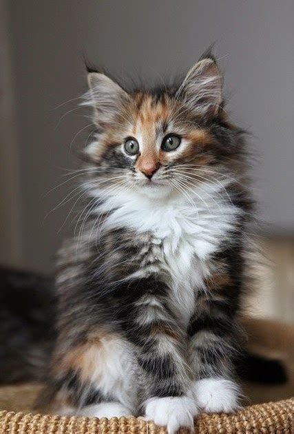Norwegian Forest Cat Long Haired Breeds The Best Dogs And Cats