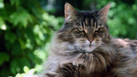 Maine Coon Cat Breed Information And Pictures Cyberpet