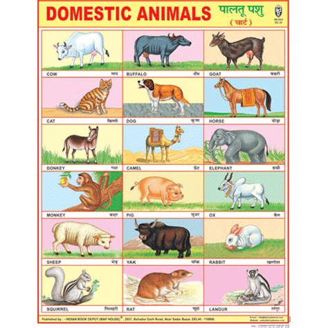 Domestic Animals Chart Size 45 X 57 Cms