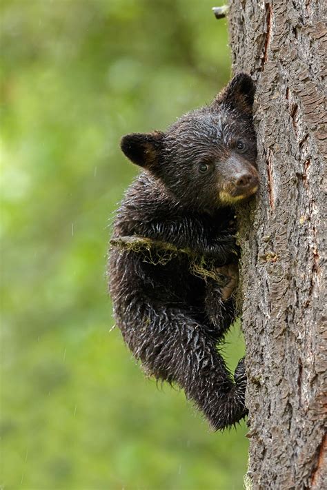 Hug Tree By Menno Schaefer On 500px Wilde Tiere Tierbabys Süße Tiere