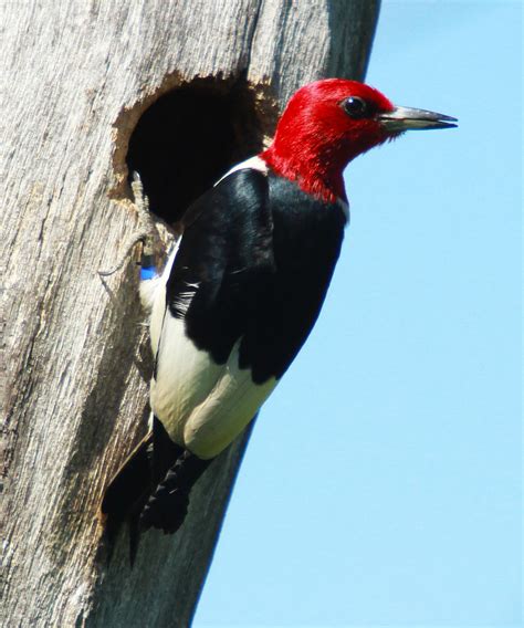 All Of Nature Red Headed Woodpeckers