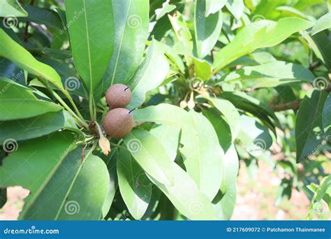 Fresh Sapodilla Chiko Or Sapodilla Plum Fruit On Tree With Green Leave