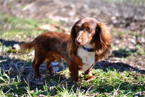 If you are looking to adopt or buy a doxie take a look here! Long Auburn Haired Miniature Dachshund Puppy Called A ...