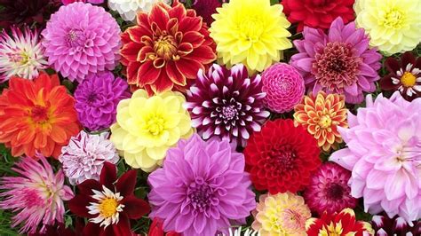 60 Tanaman Hias Bunga Berbagai Contoh And Jenis