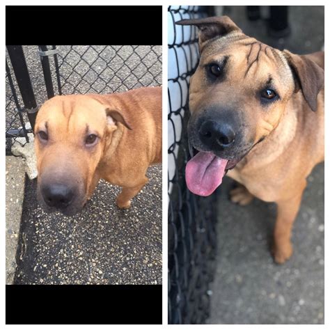 Am I Allowed To Submit My Shar Pei Pit Bull Mix Here Is His Before And