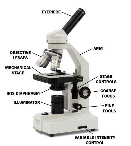 Label And Color The Parts Of Both Microscopes Ythoreccio