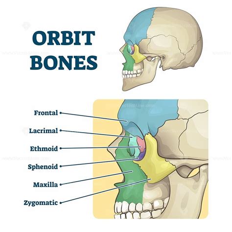 Orbit Bones Labeled Educational Skeletal Division Scheme Vector