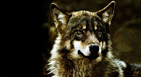 Wolf Predators Wild Wildlife Prey Animals Wild Animals