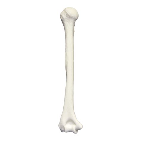 Bone Png 20 Free Cliparts Download Images On Clipground 2022