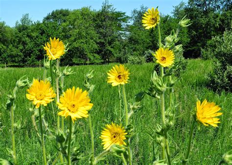 The Phytophactor Friday Fabulous Flower Compass Plant