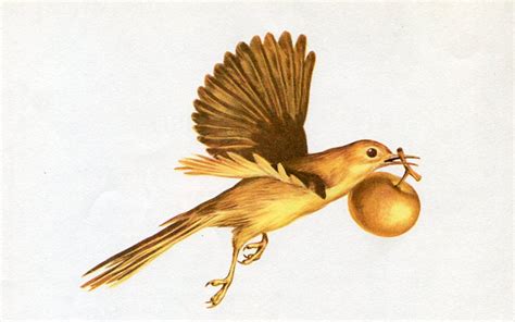 The Golden Bird Story Fairy Tales